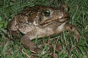  Bufo Marinus