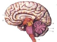    cerebellum.ru
